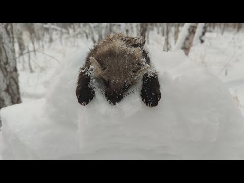 Видео: Охота с лайкой на куницу. В мороз под корень.