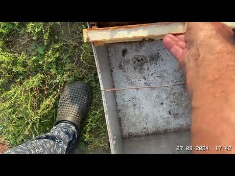 Видео: Отбор мёда у Австриек