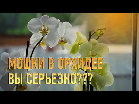 Видео: Поясню про мошек в Орхидее. Ленивый уход