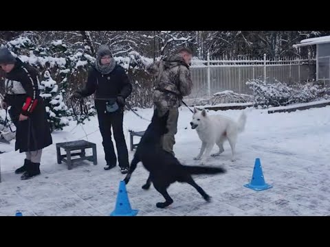 Видео: Догтренинг 480. Овчарки разных пород. Обуздание энергии, агрессии. Малинуа, ВЕО, БШО, НО.