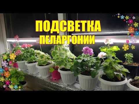 Видео: Подсветка пеларгонии зимой. Какую лампу лучше выбрать, как установить без креплений.