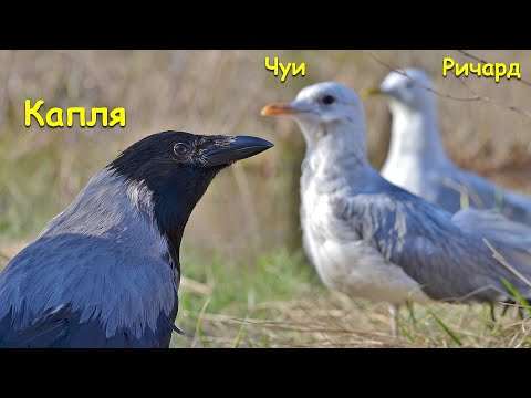 Видео: Чайка Ричард впервые гуляет с чайкой Чуи, вороной Каплей и собакой Мартой