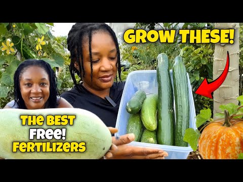 Видео: ЛУЧШИЕ БЕСПЛАТНЫЕ УДОБРЕНИЯ ДЛЯ ОГУРЦОВ, ТЫКВ И АРБУЗА ДЛЯ ОГРОМНОГО УРОЖАЯ