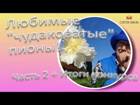 Видео: Любимые "чудаковатые" пионы! Часть 2 / Сад Ворошиловой