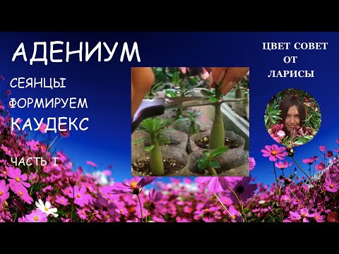 Видео: АДЕНИУМ СЕЯНЦЫ ОБРЕЗКА И ФОРМИРОВАНИЕ КАУДЕКСА