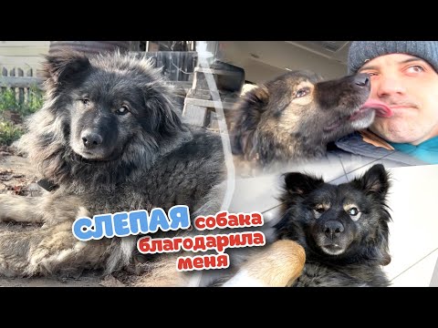 Видео: Слепая собака с ЦЕПИ и БУДКИ на ПОДУШКУ домой.