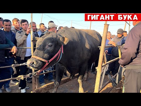 Видео: ГИГАНТ БУКА СОТИЛДИ 6-ОКТЯБР ХОРАЗМ УРГАНЧ МОЛ БОЗОРИ !!! ХОРАЗМ БОЗОР