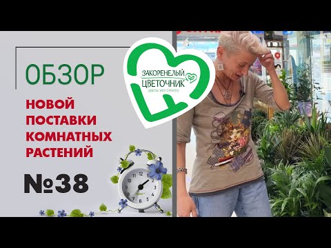 Видео: #38 Поставка комнатных растений в магазин | Большой спатифиллум, сортовые калатеи, мирт и экзотика