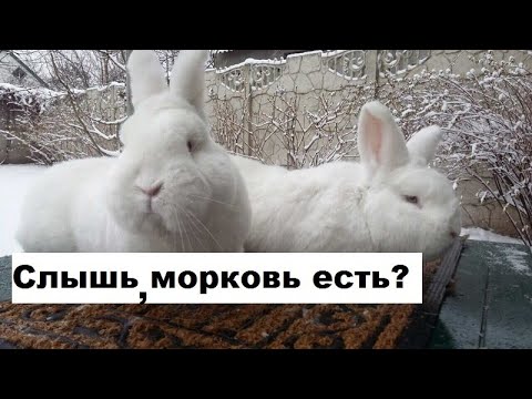Видео: Кормление кроликов!!!Полный рацион!!!Так кормить сможет каждый!!!