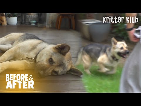 Видео: Однажды Бродячая Собака Продолжает Убегать Из Храма, Потому Что | До И После Makeover Ep 48