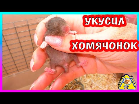 Видео: Меня укусил хомячонок / Почему нельзя гулять хомячихе / Алиса Изи Петс / Alisa Easy Pets