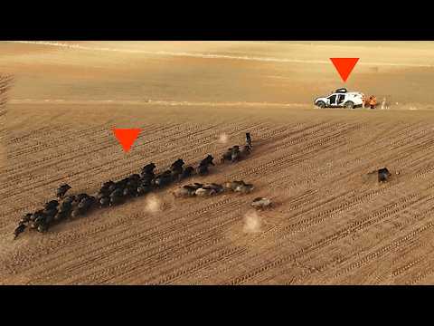Видео: ЛУЧШИЕ ОХОТЫ НА КАБАНА, Великолепные кадры кабана, НЕЗАБЫВАЕМЫЕ СЦЕНЫ. #охота  #hunting
