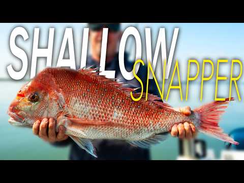 Видео: Мелководный люциан