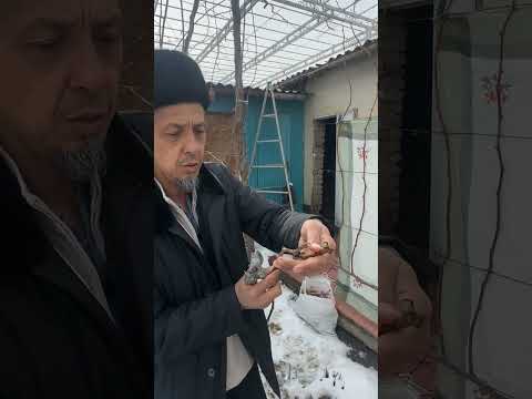 Видео: Жузумду тез ковойту жолу