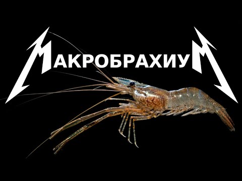 Видео: Креветка Макробрахиум - аквариумный хэдхантер!