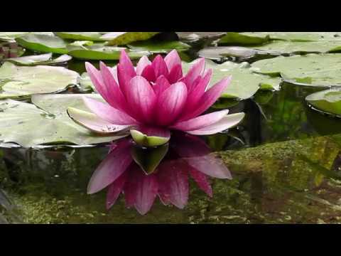 Видео: Как посадить Кувшинку(Нимфею) из магазина? - фильм Ольги Пряниковой