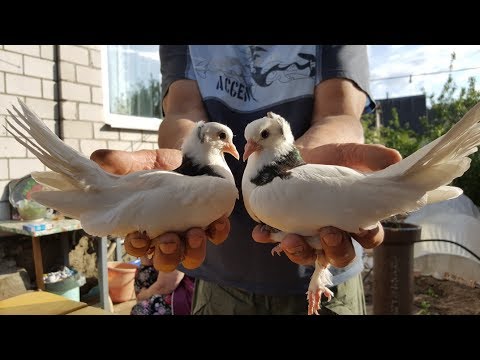Видео: Чубатые,косматые гривуны Борисенко Николая. Гомель.