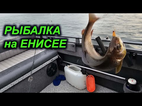 Видео: ХАРИУС в ГОРОДЕ. РЫБАЛКА на ЕНИСЕЕ.
