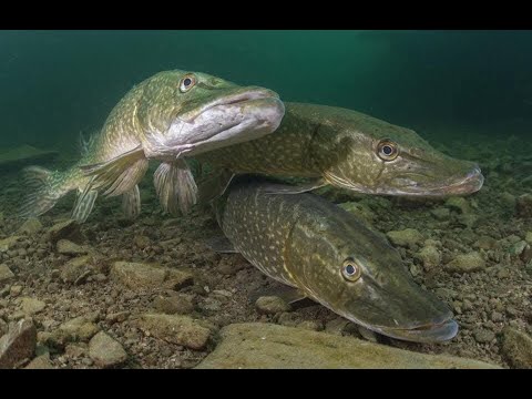 Видео: #fishing#ОГРОМНЫЕ ЩУКИ ЛОМАЛИ СПИНИНГ!!!!!!!!!!!РАЙ ДЛЯ РЫБАКА!!!!!!!!!!!!!