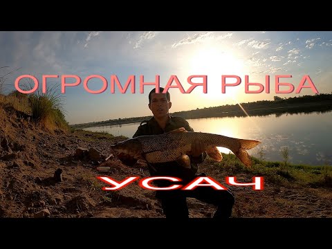 Видео: ЛОВЛЯ ОГРОМНОГО УСАЧА ИЗ СЫРДАРИ #Балик ови #рыбалка усач #Супер улов #мой трофей #sirdaryo baliq ov