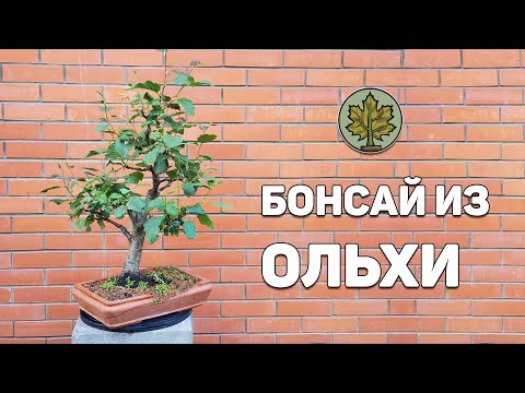 Видео: Бонсай из ольхи, возможно ли это?