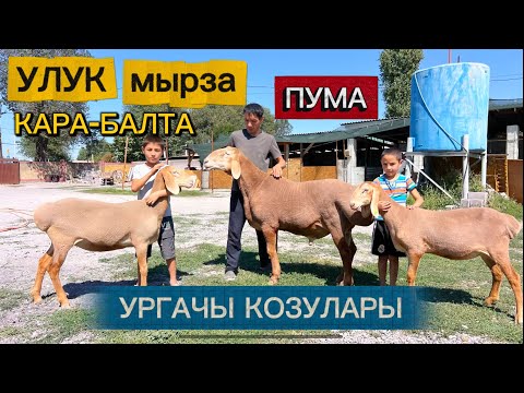 Видео: 130 баш КОЙ, ТОКТУлар сатылат🖐🏻 АЯГЫНДА өтө КҮЧТҮҮ токтулар чыкты💣 КАРА-БАЛТА