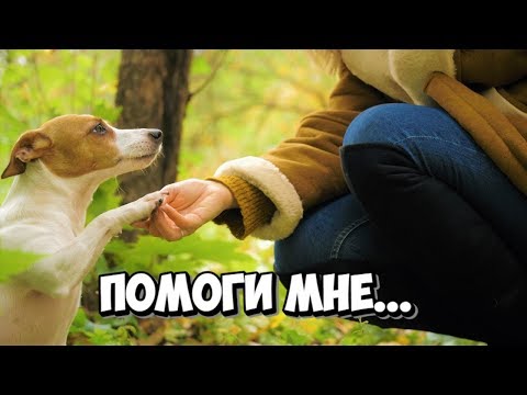 Видео: ЧТО ДЕЛАТЬ, ЕСЛИ ВЫ НАШЛИ НА УЛИЦЕ БЕЗДОМНОЕ ЖИВОТНОЕ И ХОТИТЕ ЕМУ ПОМОЧЬ?