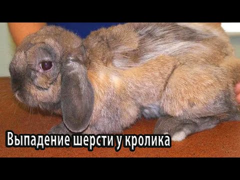 Видео: Выпадение шерсти — сигнал наличия болезни у домашнего кролика
