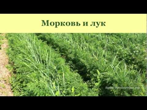 Видео: Выращивание моркови, лука, чеснока, сельдерея
