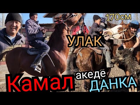 Видео: Камал аке чоң ДАНКАменен 😱УЛАК БЕРДИ жаштарга Д