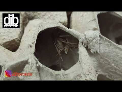 Видео: Как сформировать маточник сверчка