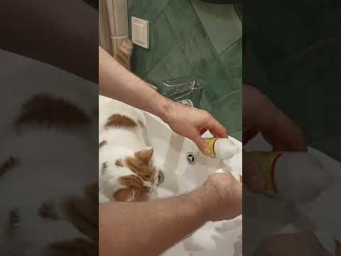 Видео: Как избавиться от черных точек на подбородке у кошки.