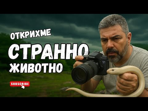 Видео: Странни създания от Родопите! "Не правете това у дома" - тестваме захапката на Зеления гущер!