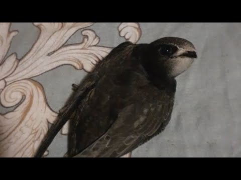 Видео: #Стриж. #Продолжаем #выкармливать.