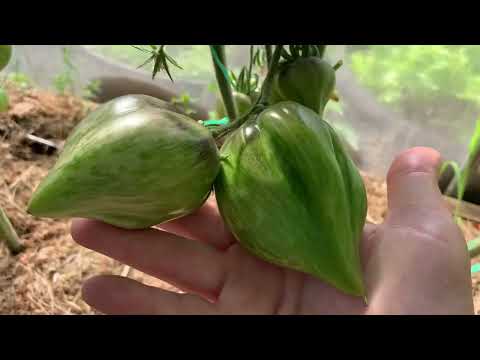 Видео: Обзор сортов томатов. Сезон 2022