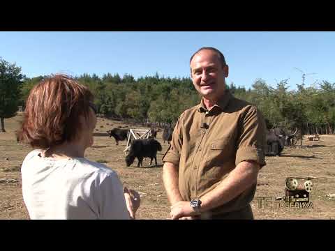 Видео: Те Победиха: С любов към природата, тибетските якове