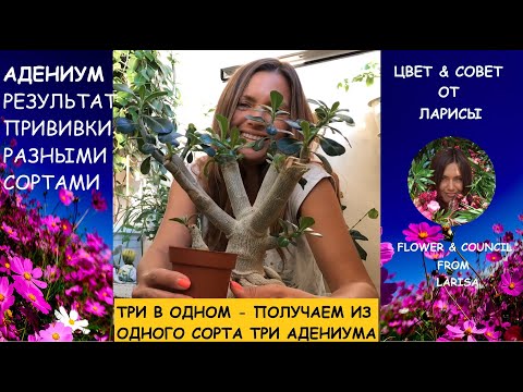 Видео: АДЕНИУМ ПРИВИВКА РАЗНЫМИ СОРТАМИ | РЕЗУЛЬТАТ