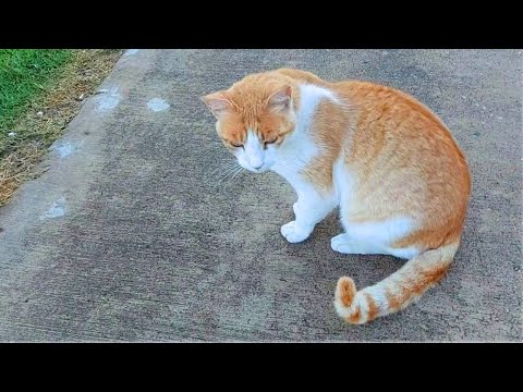 Видео: Кем был Рыжик в прошлой жизни