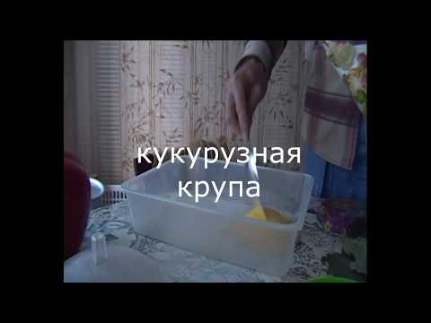 Видео: мягкий корм для попугаев/чем кормить попугаев