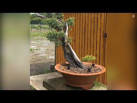 Видео: Плошка под Бонсай