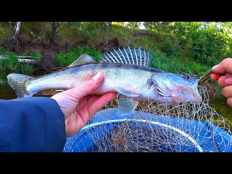 Видео: НАКОНЕЦ РЫБАЛКА! Ловля судака в августе на реке! Джиг в речном коряжнике!