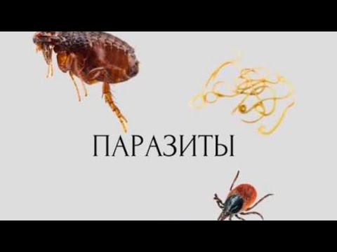 Видео: Свидетельство о избавление от паразитов, которые живут в людях.Вши, блохи, глисты.