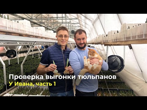 Видео: Проверка выгонки тюльпанов | Полезные советы для зрителей. У Ивана, часть 1.