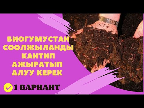 Видео: БИОГУМУСТАН СООЛЖЫЛАНДЫ КАНТИП АЖЫРАТЫП АЛУУ  ЖОЛДОРУУ// 1 ВАРИАНТ