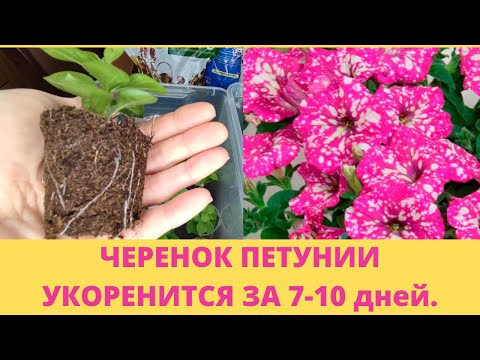 Видео: Черенкование петунии. Быстрый способ.Черенок даст корни за 7-10 дней. Результат черенкования.