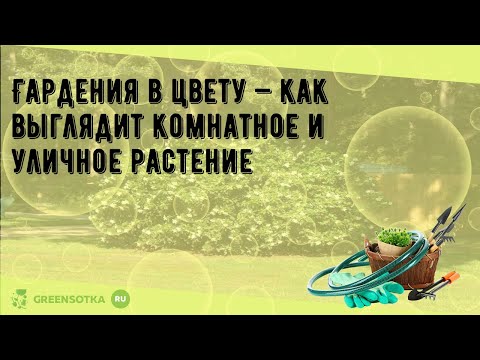 Видео: Гардения в цвету — как выглядит комнатное и уличное растение