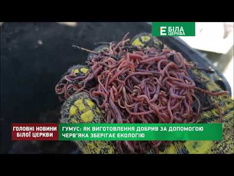 Видео: Гумус: як виготовлення добрив за допомогою черв’яка зберігає екологію