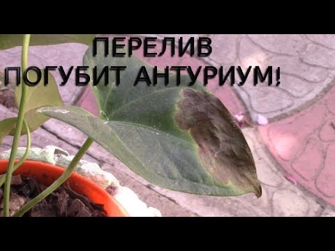 Видео: АНТУРИУМ НЕ ЛЮБИТ ПЕРЕЛИВА!