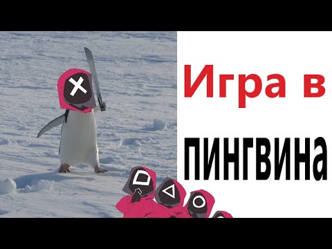 Видео: Приколы! ИГРА В КАЛЬМАРА (ПИНГВИНА)! Смешные видео от Доми шоу! Мемы анимация