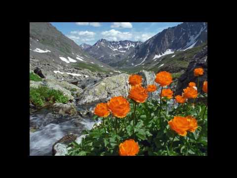 Видео: Цветы в горах Алтая